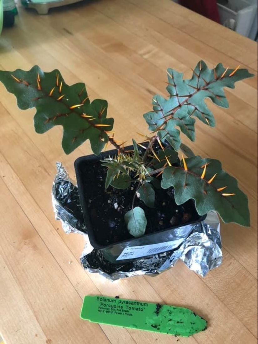 ¡No se puede jugar con la naturaleza! 22 fotos que te convencerán de esto