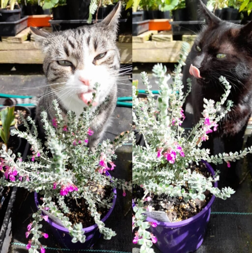 No solo hierba gatera: 5 plantas que vuelven locos a los gatos No solo hierba gatera: 5 plantas que vuelven locos a los gatos