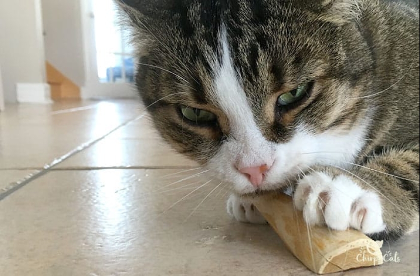 No solo hierba gatera: 5 plantas que vuelven locos a los gatos No solo hierba gatera: 5 plantas que vuelven locos a los gatos