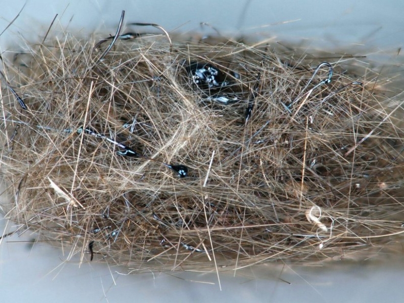 Not a drop of Photoshop! 25 photoproofs that from nature with imagination all right