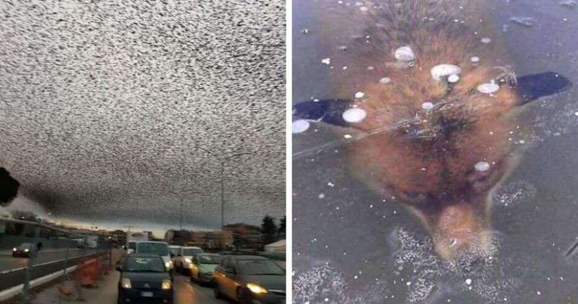 Not for the faint of heart: Hong Kong's Urban jungle - top view