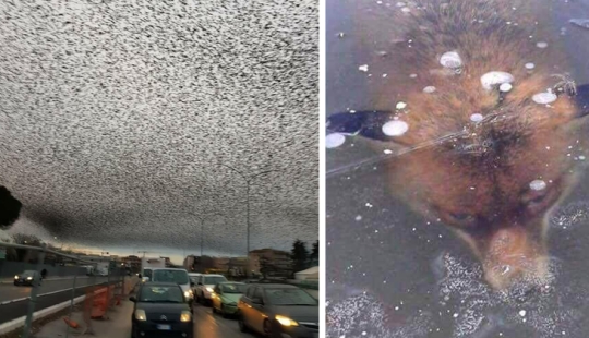 Not for the faint of heart: Hong Kong's Urban jungle - top view Not for the faint of heart: Hong Kong's Urban jungle - top view