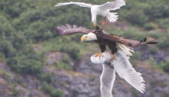 "Now I've seen everything": 25 photos, after viewing which you can safely say so