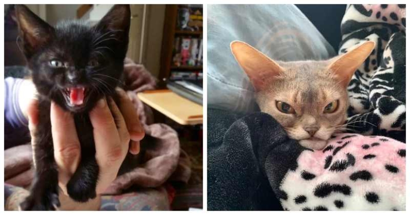 Now will Kus! 15 funny photos grumpy cat