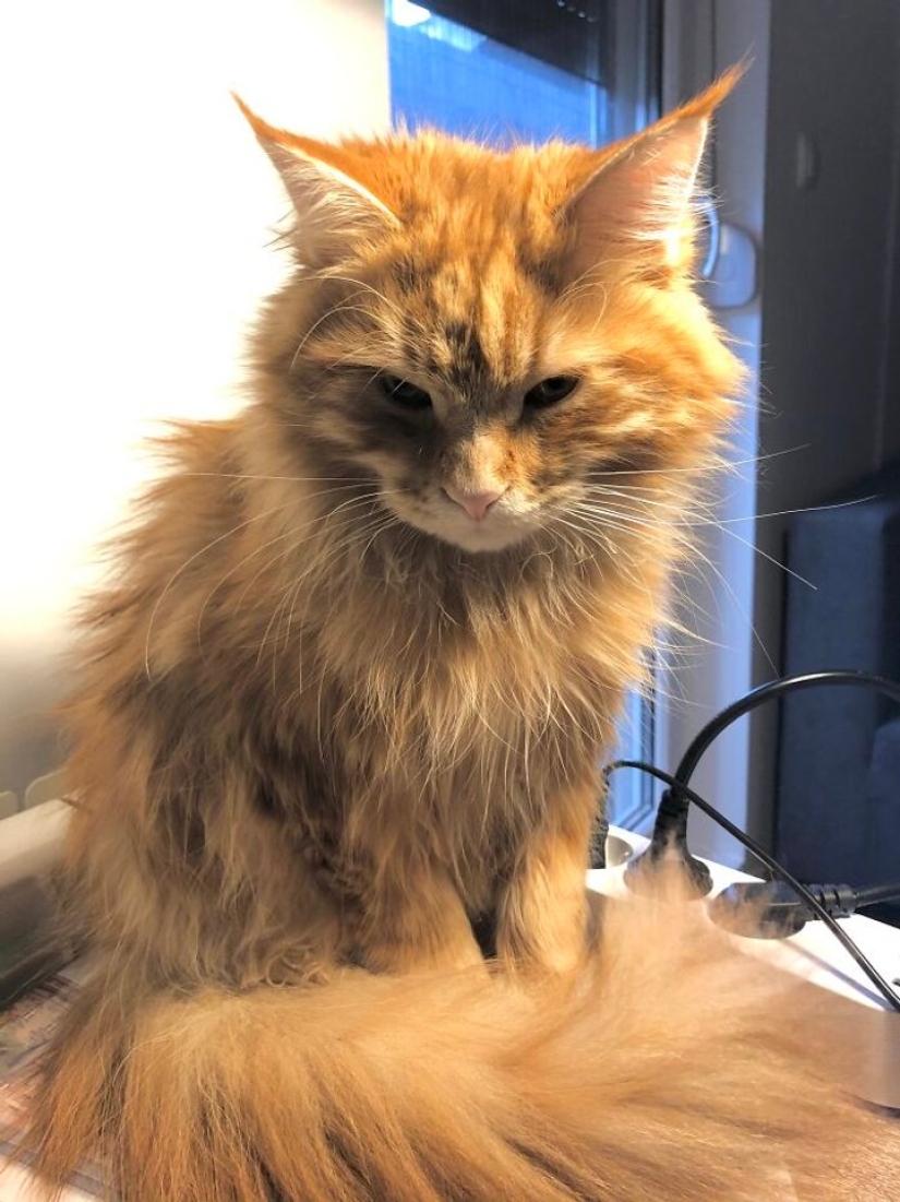 Now will Kus! 15 funny photos grumpy cat