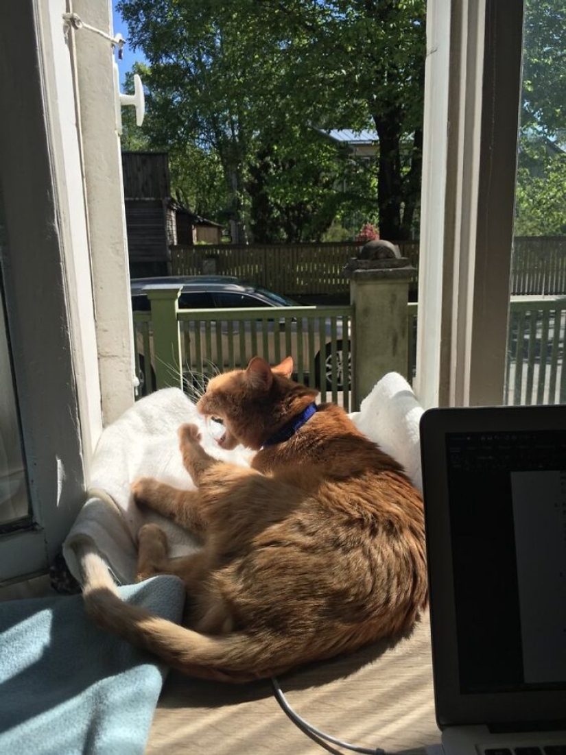 Now will Kus! 15 funny photos grumpy cat