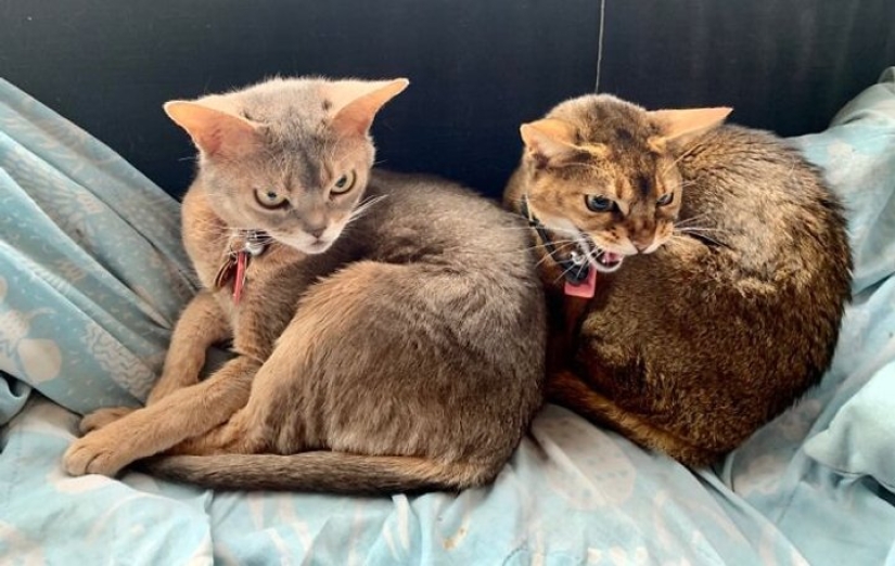 Now will Kus! 15 funny photos grumpy cat