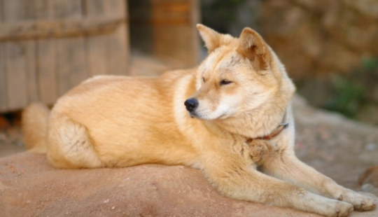 Nureongi Dogs: Not a Friend, Just Food for Koreans Nureongi Dogs: Not a Friend, Just Food for Koreans