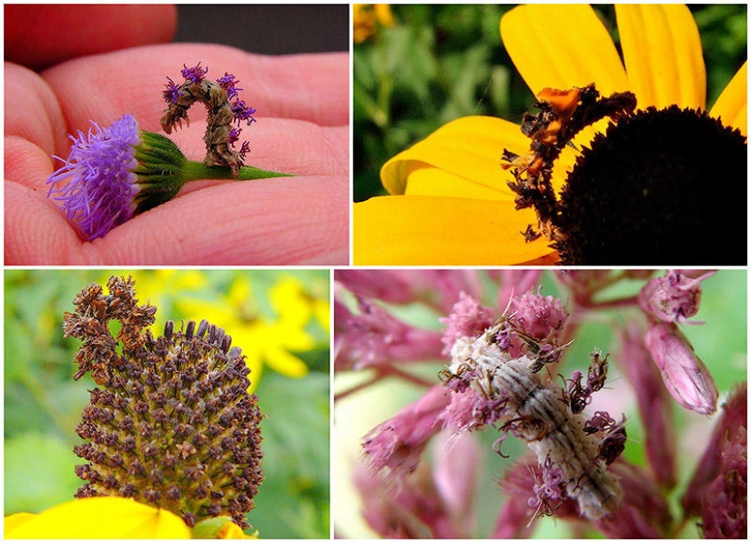 Of mimicry: a Caterpillar-flower Of mimicry: a Caterpillar-flower