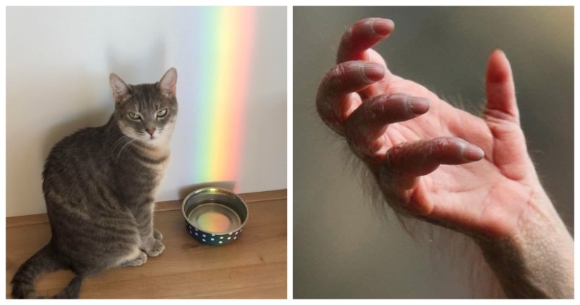 ¡Oh, este maravilloso mundo! 22 fotos interesantes de cosas y fenómenos inusuales