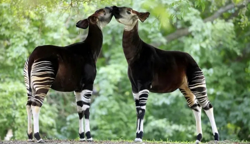 Okapi: an animal that even in the 20th century scientists considered a myth Okapi: an animal that even in the 20th century scientists considered a myth