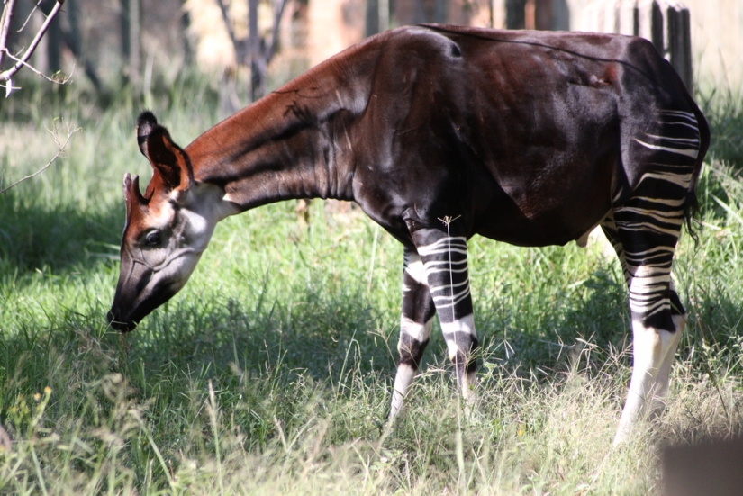Okapi: an animal that even in the 20th century scientists considered a myth Okapi: an animal that even in the 20th century scientists considered a myth