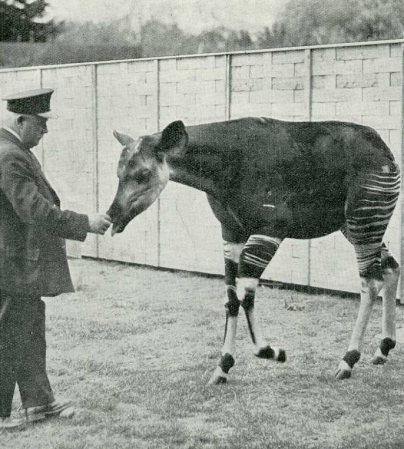 Okapi: an animal that even in the 20th century scientists considered a myth Okapi: an animal that even in the 20th century scientists considered a myth