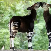 Okapi: an animal that even in the 20th century scientists considered a myth