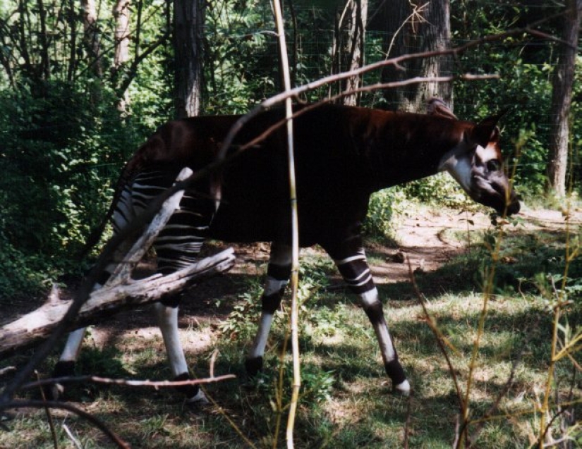 Okapi: an animal that even in the 20th century scientists considered a myth Okapi: an animal that even in the 20th century scientists considered a myth