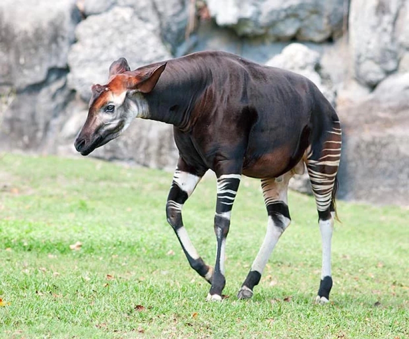 Okapi: an animal that even in the 20th century scientists considered a myth Okapi: an animal that even in the 20th century scientists considered a myth