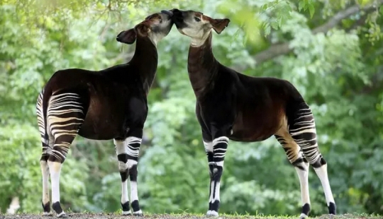Okapi: an animal that even in the 20th century scientists considered a myth Okapi: an animal that even in the 20th century scientists considered a myth