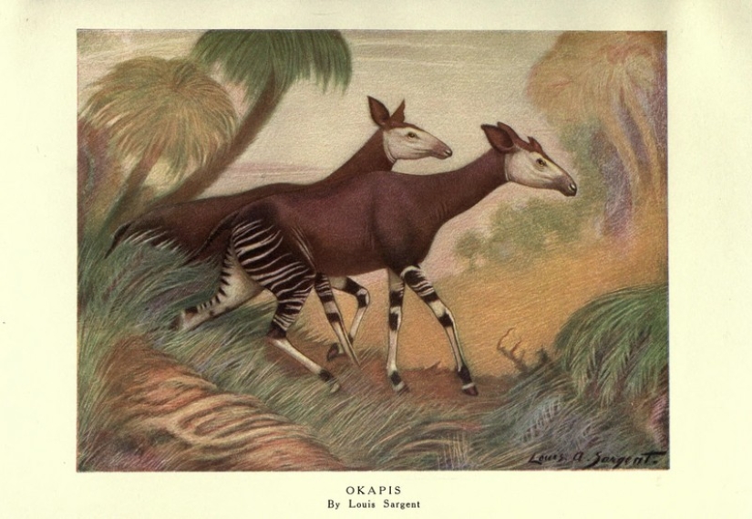 Okapi: an animal that even in the 20th century scientists considered a myth Okapi: an animal that even in the 20th century scientists considered a myth