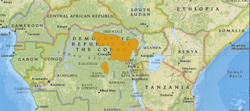 Okapi: un animal que incluso en el siglo XX los científicos consideraban un mito Okapi: un animal que incluso en el siglo XX los científicos consideraban un mito