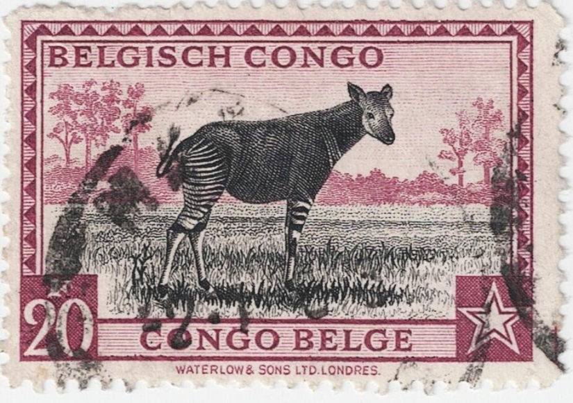 Okapi: un animal que incluso en el siglo XX los científicos consideraban un mito Okapi: un animal que incluso en el siglo XX los científicos consideraban un mito
