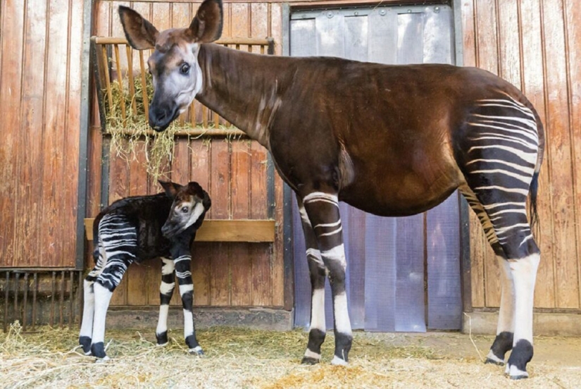 Okapi: un animal que incluso en el siglo XX los científicos consideraban un mito Okapi: un animal que incluso en el siglo XX los científicos consideraban un mito