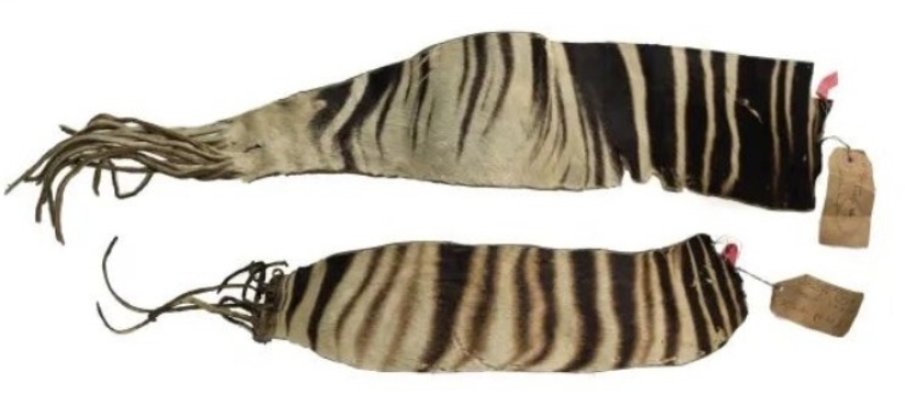 Okapi: un animal que incluso en el siglo XX los científicos consideraban un mito Okapi: un animal que incluso en el siglo XX los científicos consideraban un mito