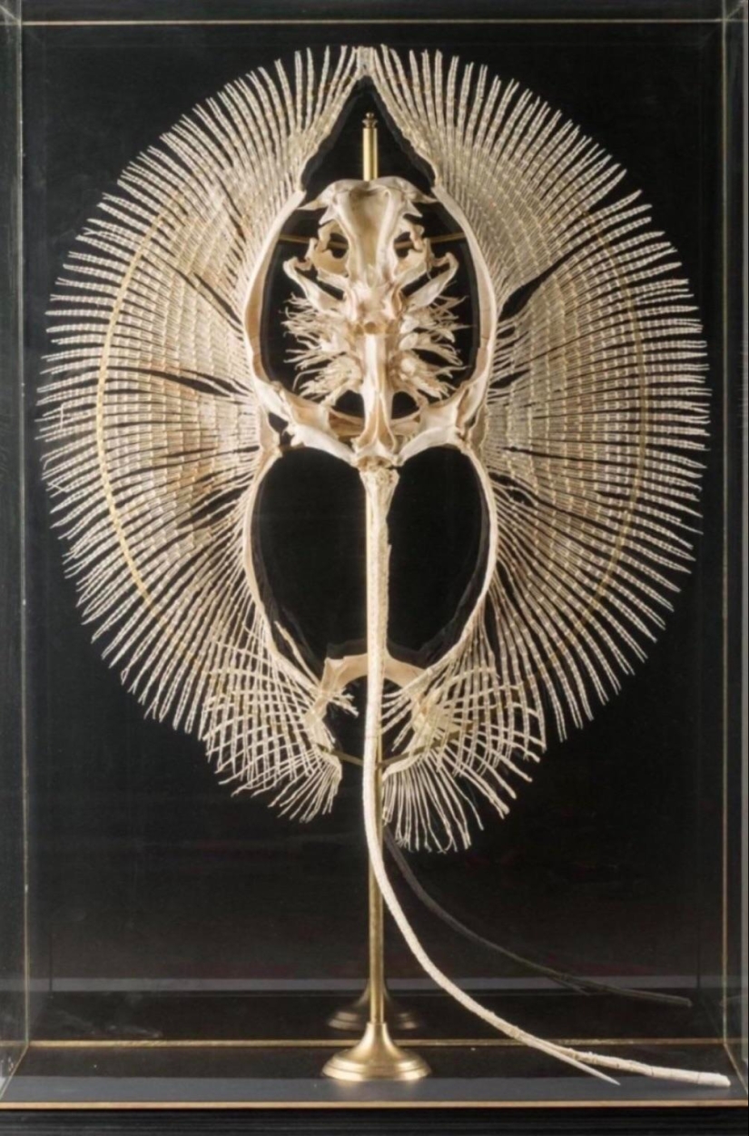 On this beautiful world: 22 strange findings that will amaze you On this beautiful world: 22 strange findings that will amaze you