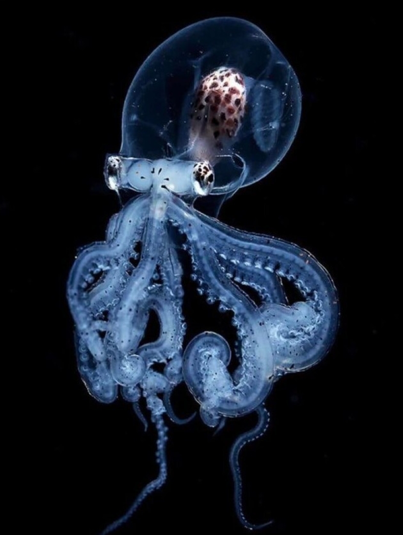 On this beautiful world: 22 strange findings that will amaze you On this beautiful world: 22 strange findings that will amaze you