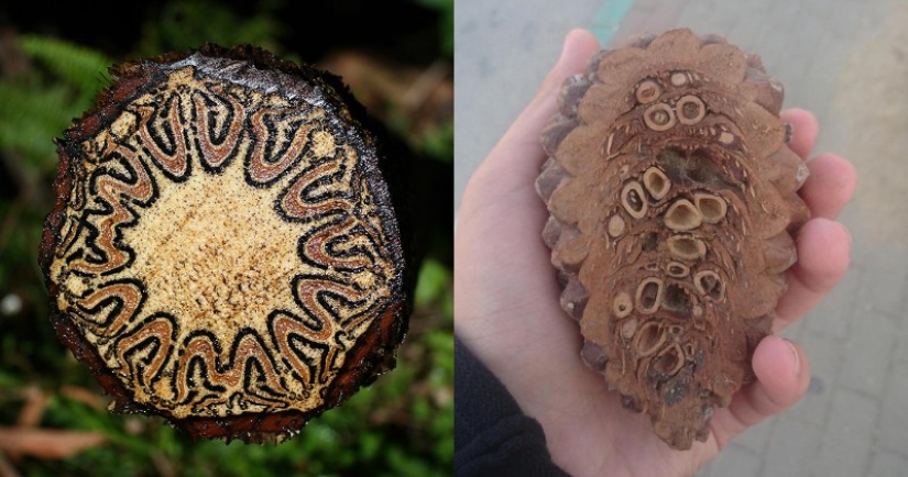 Once and in half! 22 photos of familiar things in the section