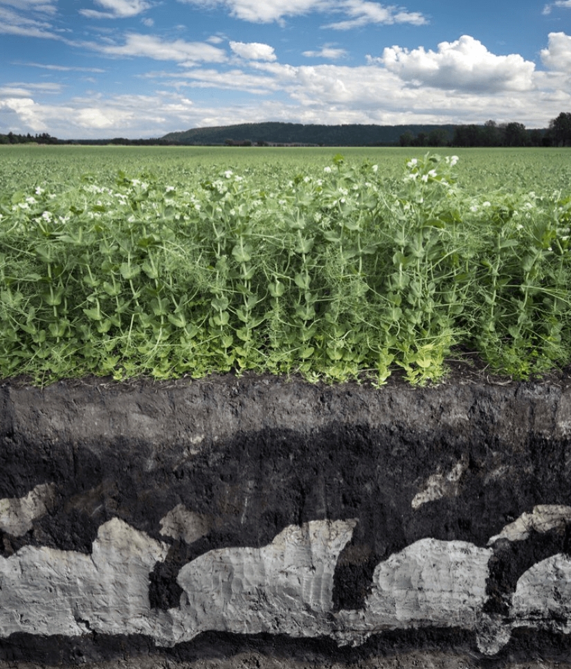 Once and in half! 22 photos of familiar things in the section