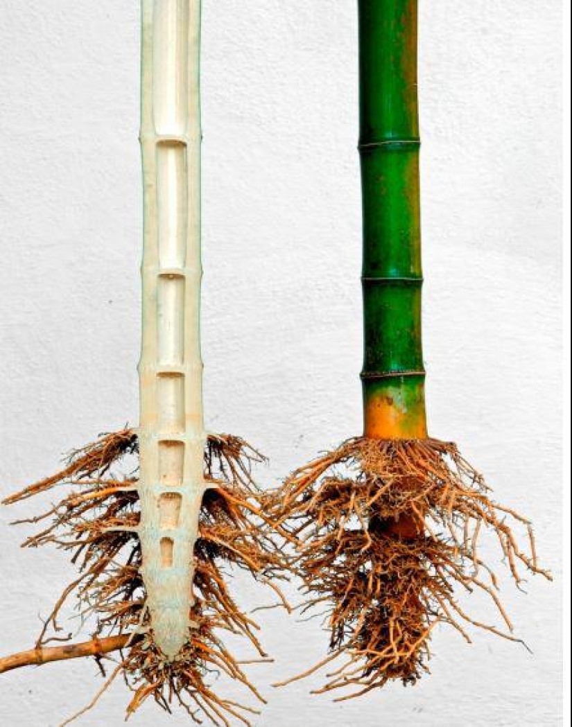 Once and in half! 22 photos of familiar things in the section