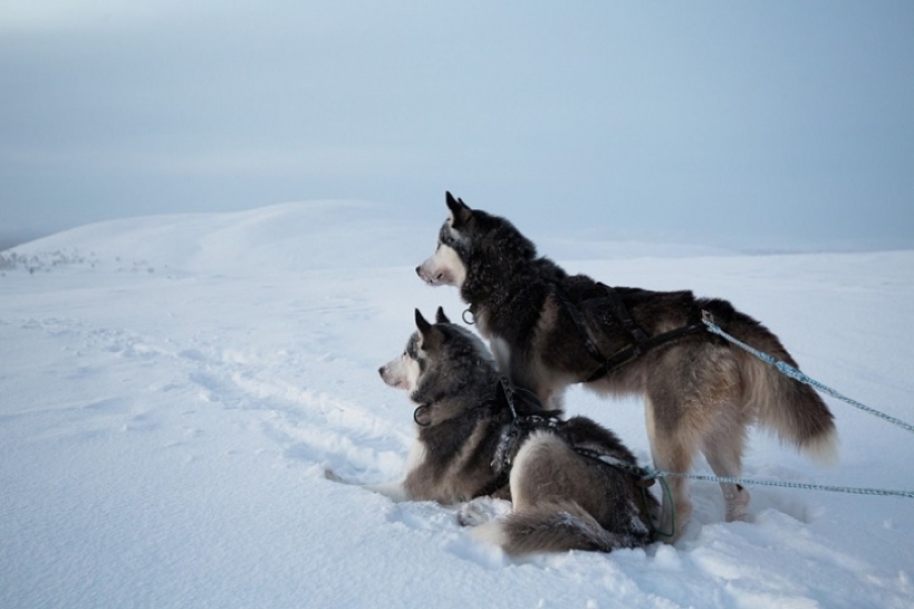 One day in the life of polar recluse