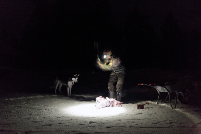 One day in the life of polar recluse