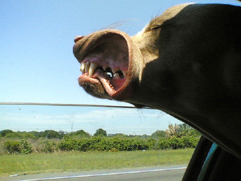 Only the wind, only happiness ahead: 29 dogs that face has the wind