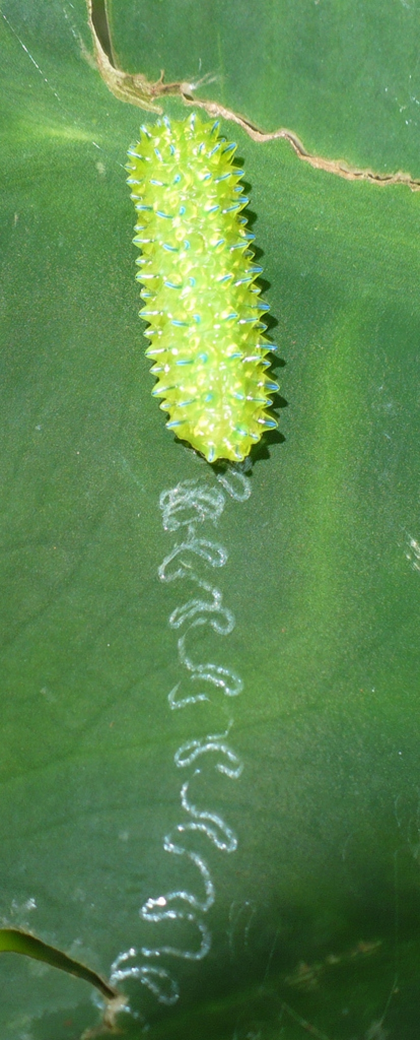 Oruga de cristal de Dalcerid