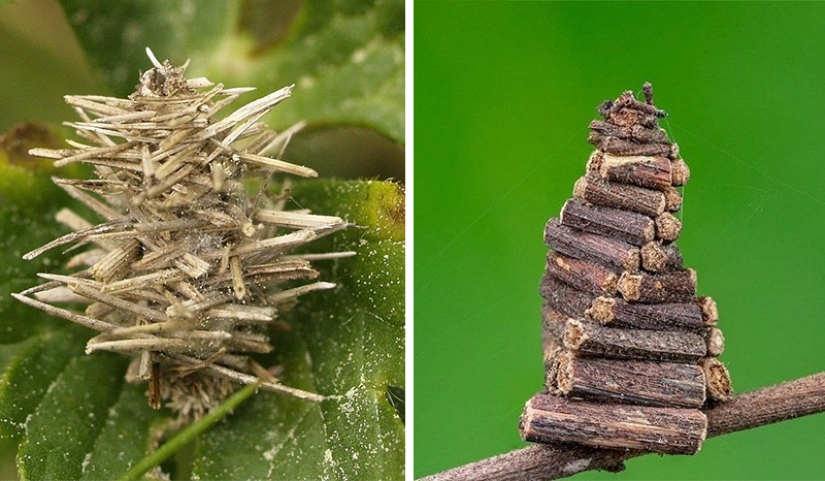 Oruga del gusano de bolsa: un pequeño milagro en un estuche Oruga del gusano de bolsa: un pequeño milagro en un estuche