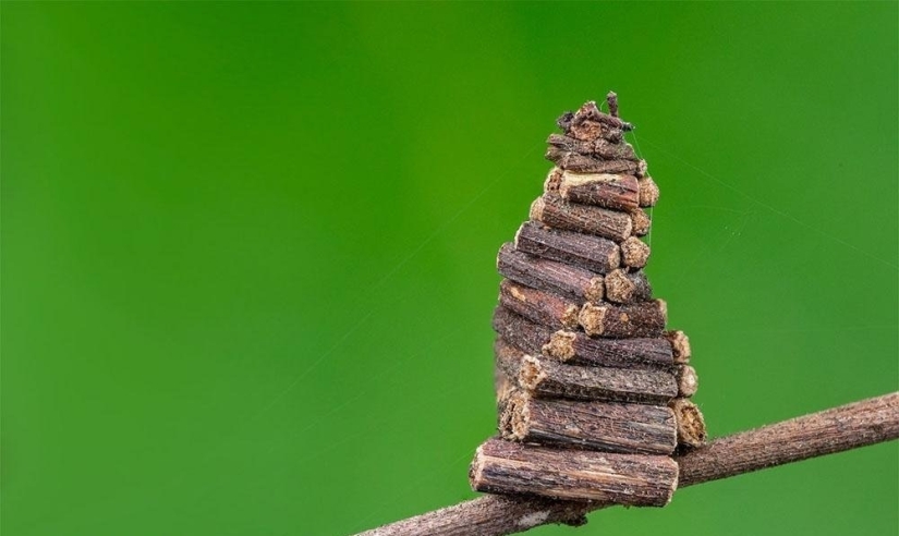 Oruga del gusano de bolsa: un pequeño milagro en un estuche Oruga del gusano de bolsa: un pequeño milagro en un estuche