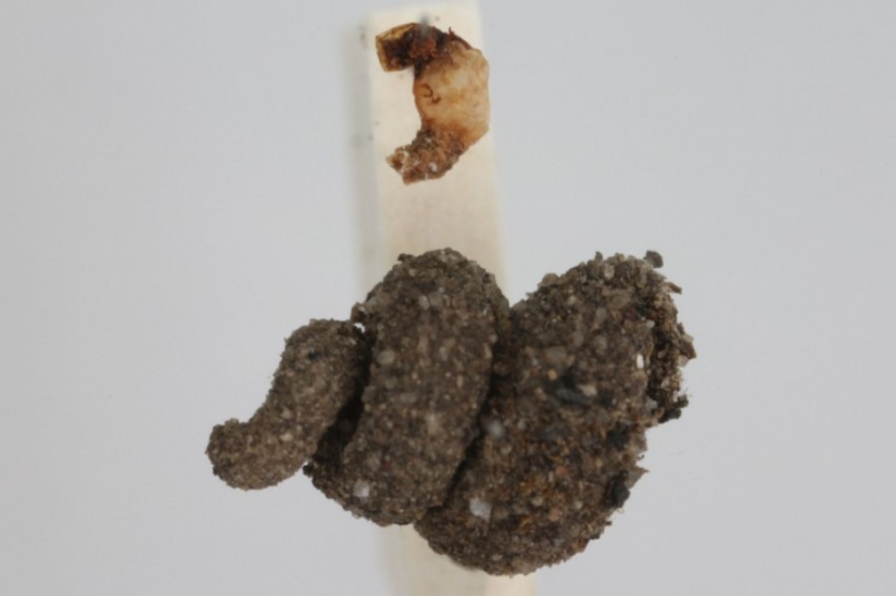 Oruga del gusano de bolsa: un pequeño milagro en un estuche Oruga del gusano de bolsa: un pequeño milagro en un estuche