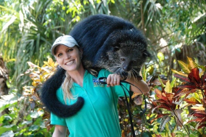 "Osos felinos" binturongi-cómo huele la extraña bestia a palomitas de maíz "Osos felinos" binturongi-cómo huele la extraña bestia a palomitas de maíz