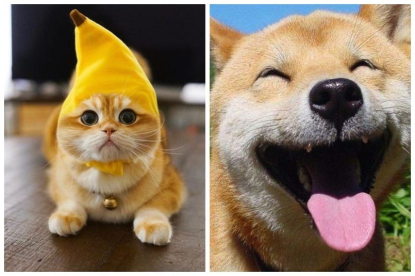 Otra porción de mimetismo que levantará tu estado de ánimo Otra porción de mimetismo que levantará tu estado de ánimo