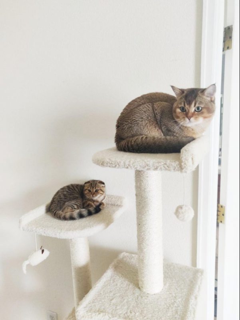 Otra porción de mimetismo que levantará tu estado de ánimo Otra porción de mimetismo que levantará tu estado de ánimo