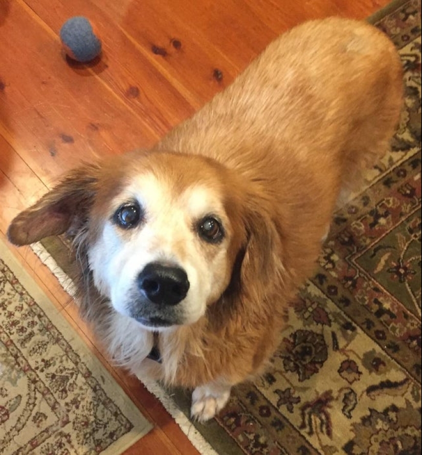 Otra porción de mimetismo que levantará tu estado de ánimo Otra porción de mimetismo que levantará tu estado de ánimo