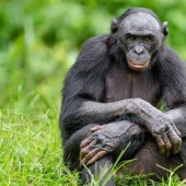 Overprotection in a monkey way: everything is not like people