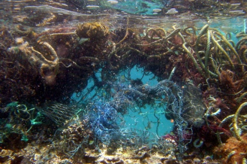 Pacific garbage patch: huge island of trash the size of France