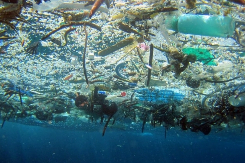 Pacific garbage patch: huge island of trash the size of France