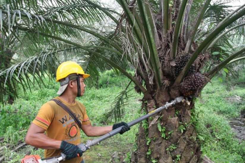 Palm oil exposed: World Health Organization report