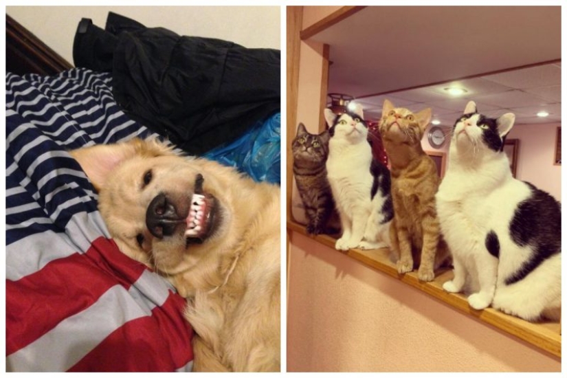 Parece que estos animales están locos Parece que estos animales están locos