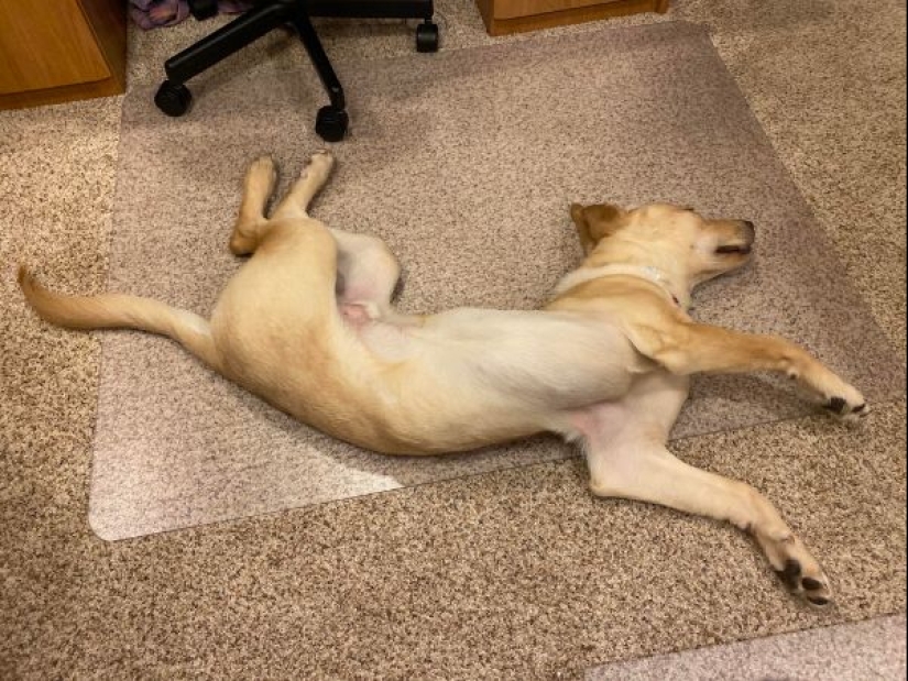 Parece que estos animales están locos Parece que estos animales están locos