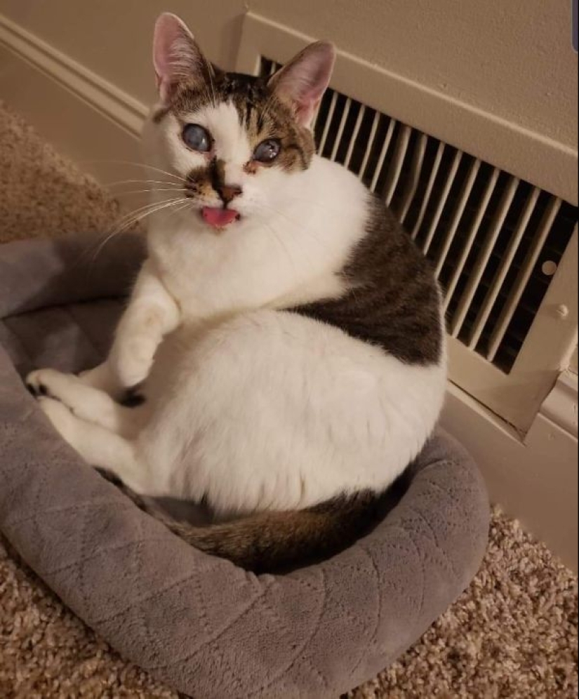 Parece que estos animales están locos Parece que estos animales están locos