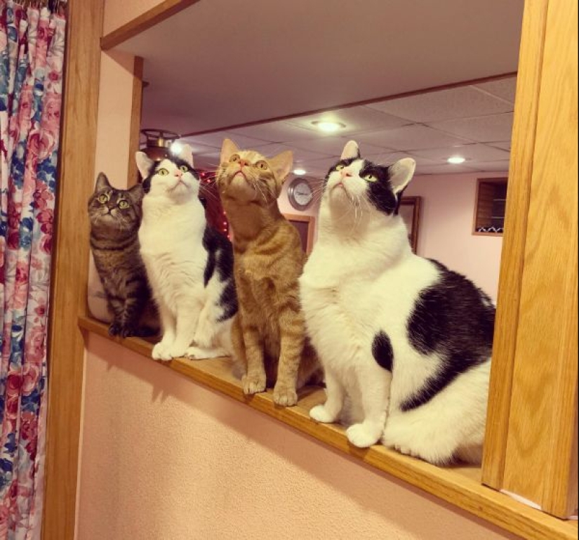 Parece que estos animales están locos Parece que estos animales están locos